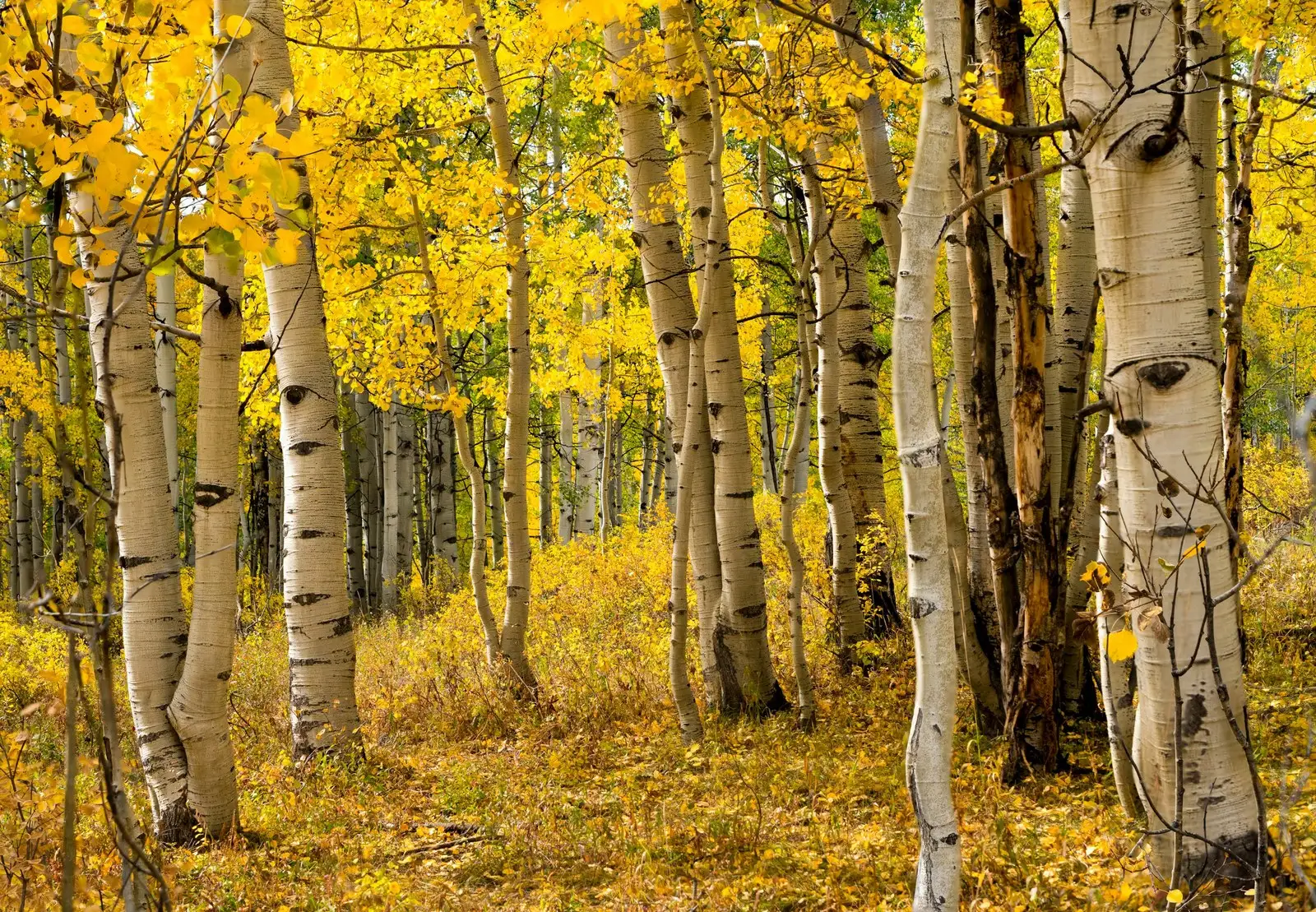 A stand of white birch trees with golden autumn leaves.